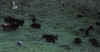 yaks_01.jpg (99051 bytes)